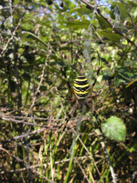 Argiope bruennichi